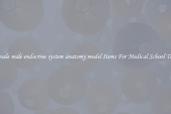 Wholesale male endocrine system anatomy model Items For Medical School Training